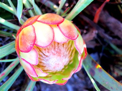 Kouga Sugarbush (Protea vogtsiae) photo