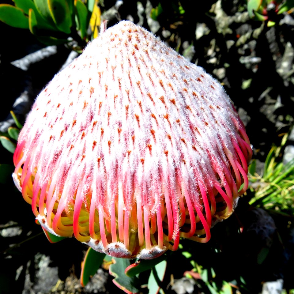 Krantz Sugarbush (Protea rupicola)