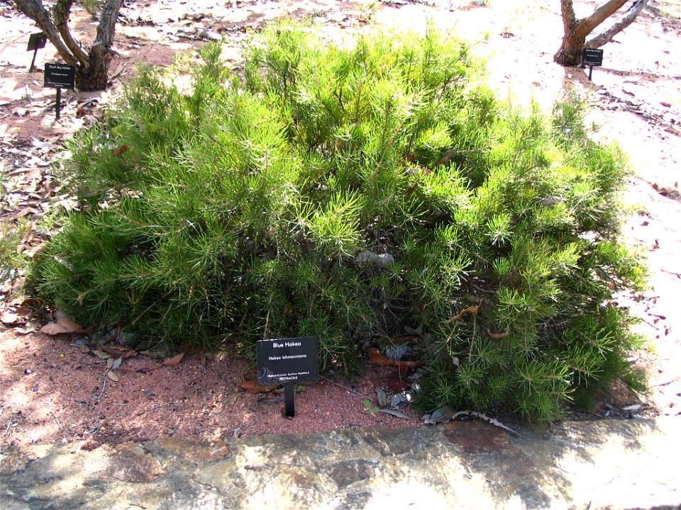Blue Hakea (Hakea lehmanniana) shrub in Kings Park, Perth, Australia.