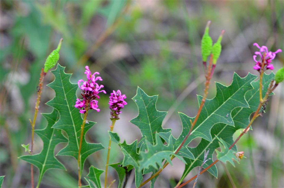 Grevillea quercifolia, in bushland by the Margaret River, close to the town.  ID thanks to Tony Rodd.