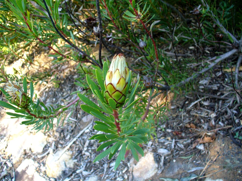 Kirstenbosch Gardens Cape Town