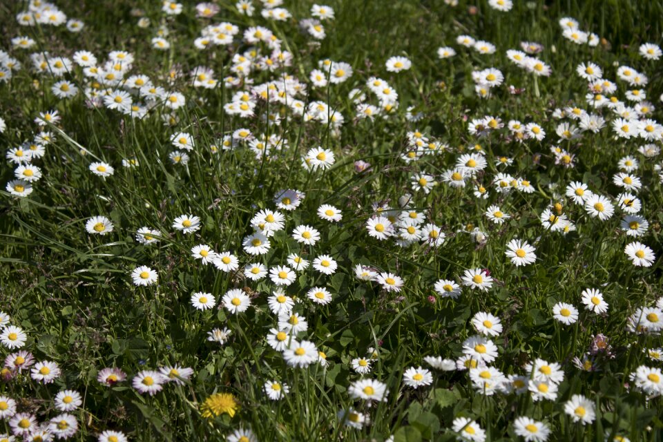 Field summer daisies