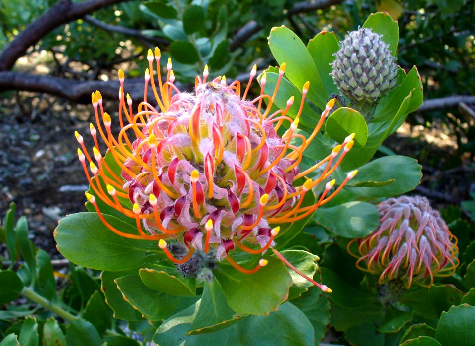 Kirstenbosch 2006

Andrew Massyn