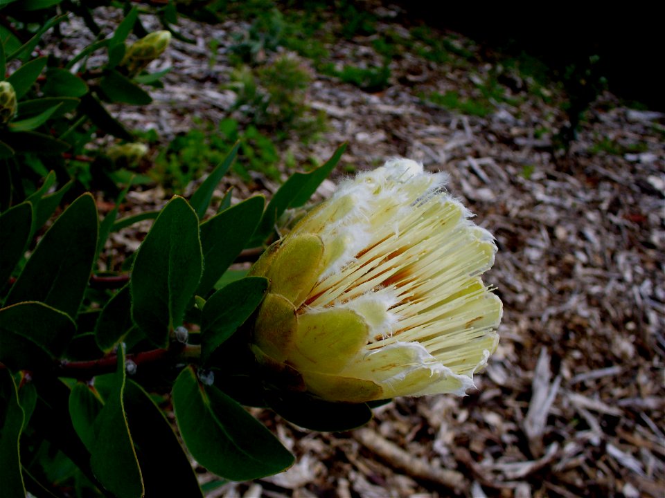 Protea mundii flower