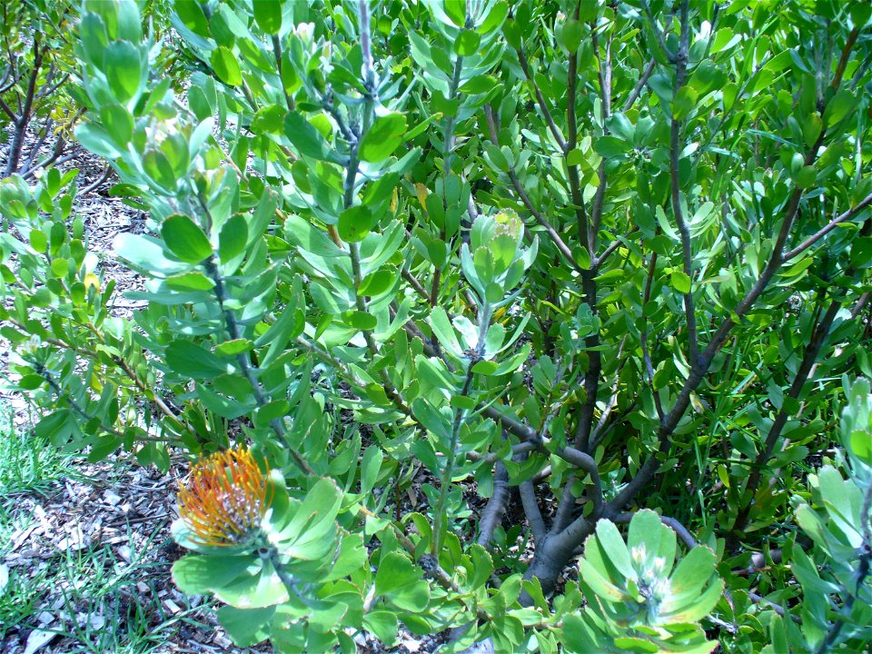 Kirstenbosch 2006

Andrew Massyn