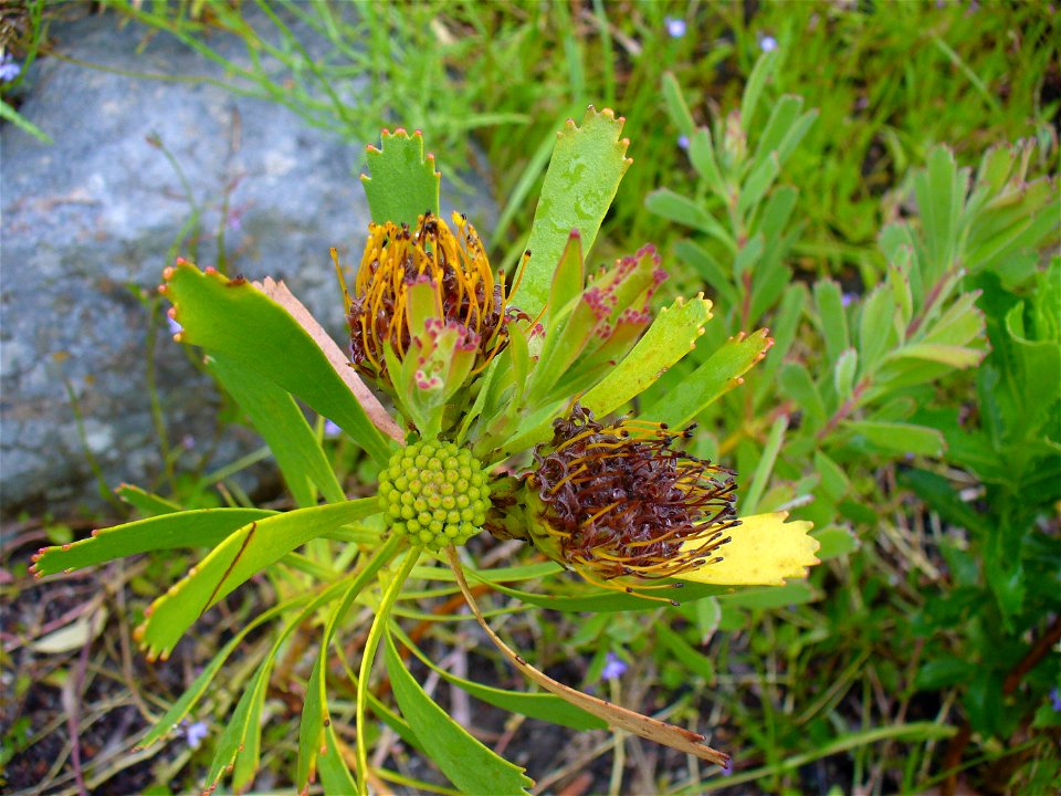 Leucospermum muirii