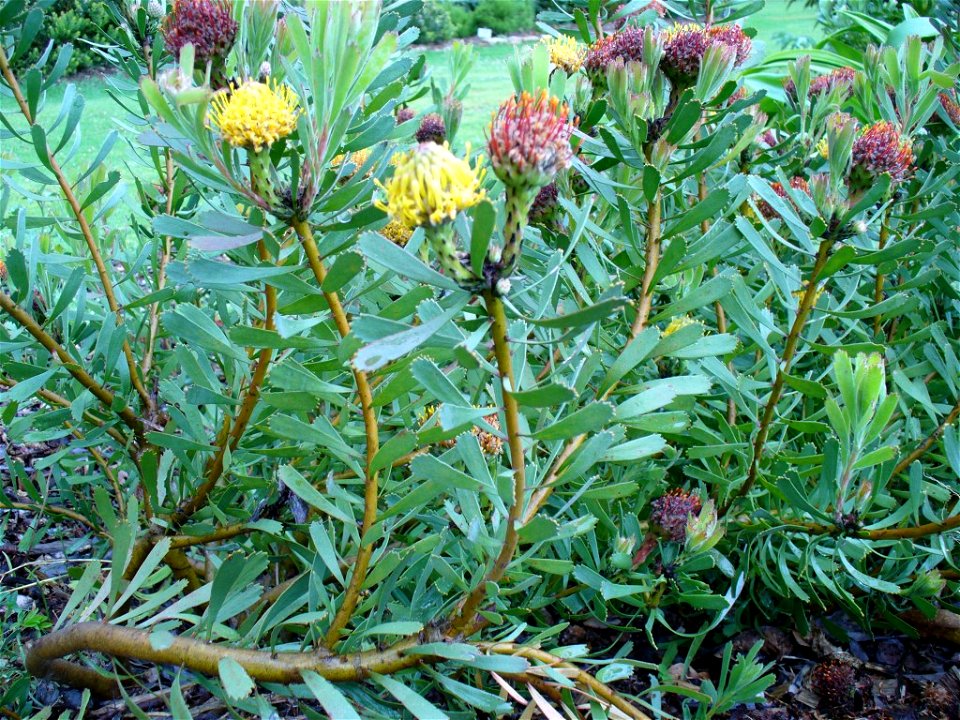 Leucospermum muirii plant