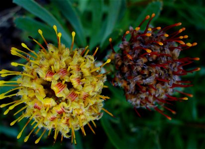 Leucospermum muirii