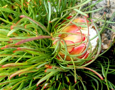 Protea montana flower