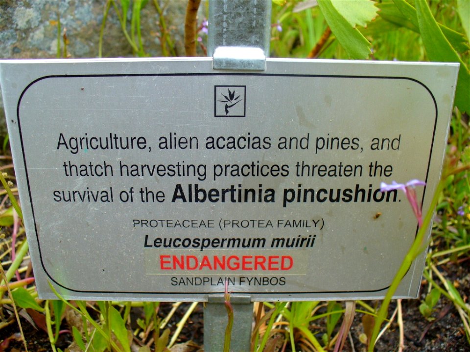 Leucospermum muirii sign