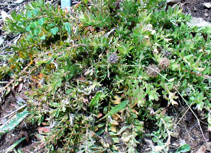 Leucospermum heterophyllum bush photo