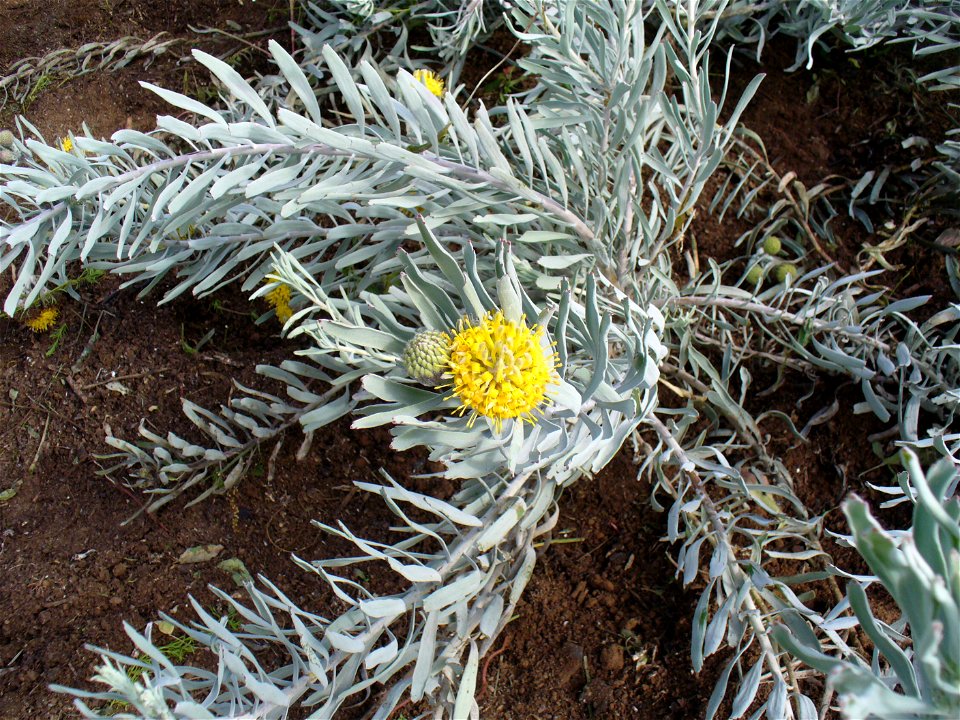 Saldanah pincushion