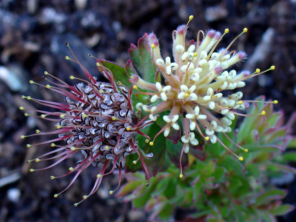 Leucospermum heterophyllum flower