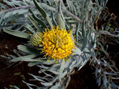 Saldanah pincushion flower