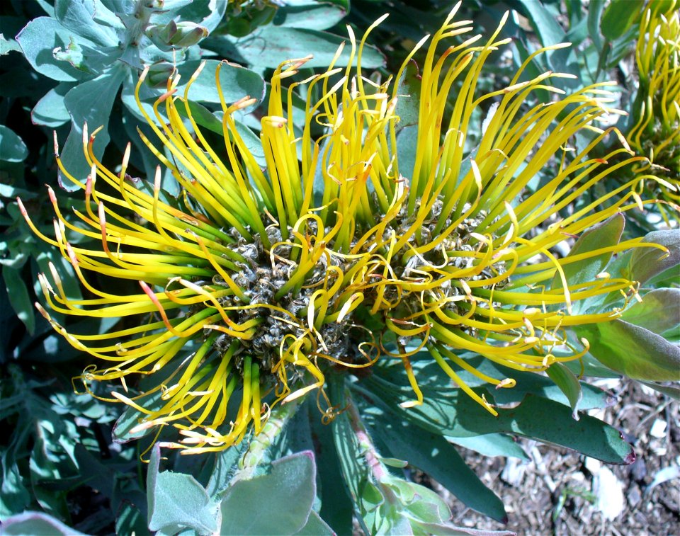 Kirstenbosch 2006

Andrew Massyn