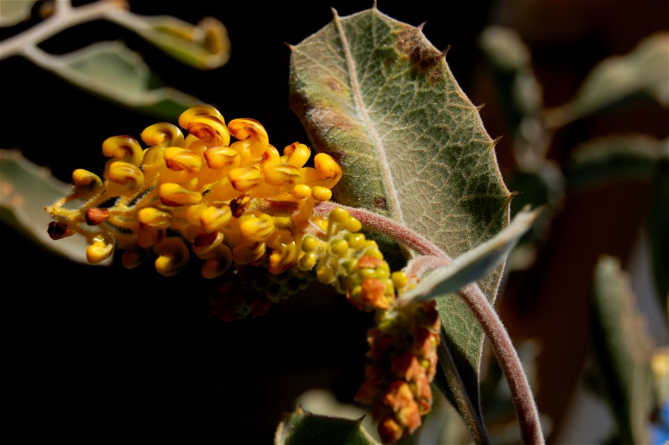 Flower of Grevillea miniata taken by me, Robert Charles Pawley with a NIkon D50 SLR on Sunday 9th July at Peter Olde's place (Illawong, Sydney). The picture is unchanged in jpg format.