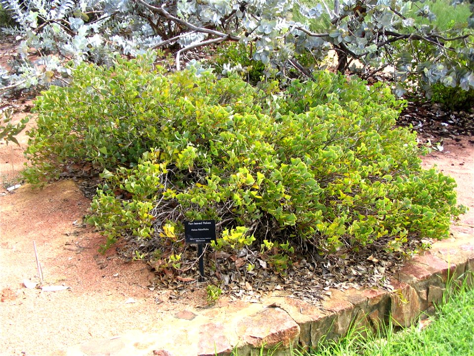 Hakea flabellifolia shrub in Kings Park, Perth, Australia.