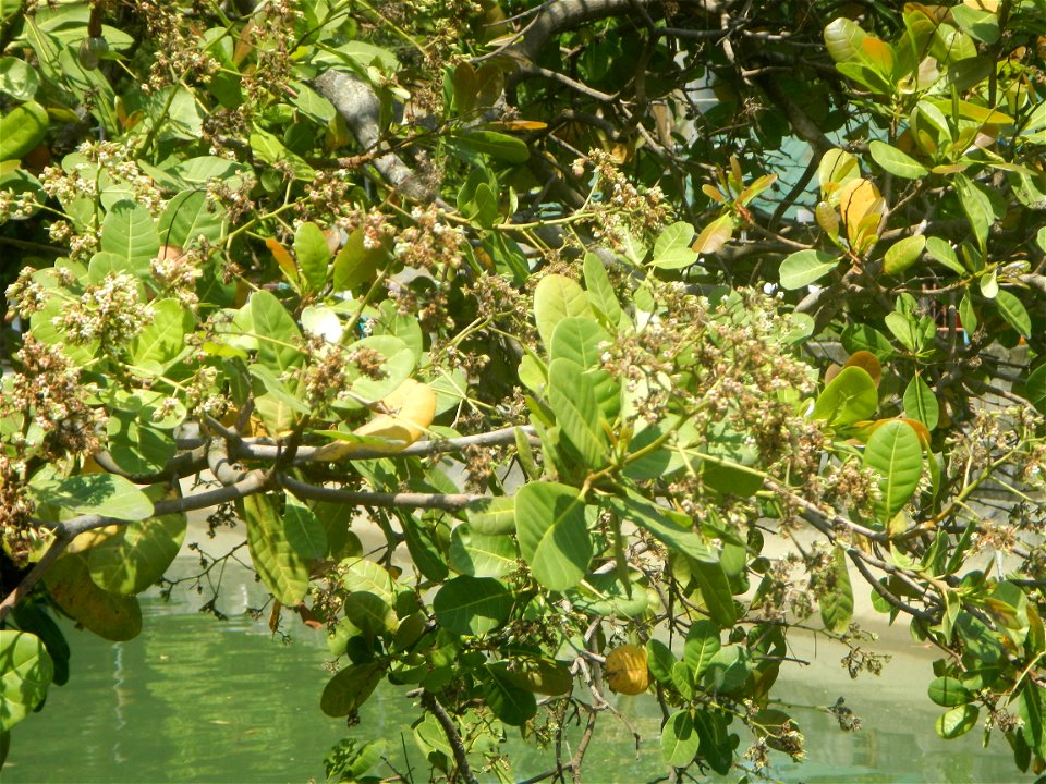 Anacardium occidentale in the Philippines