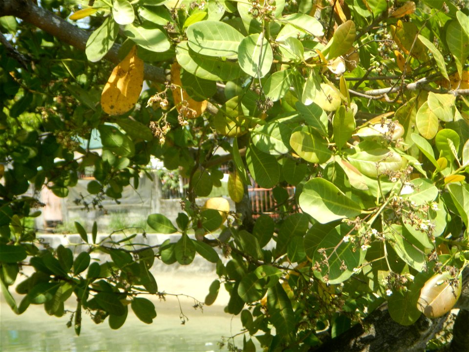 Anacardium occidentale in the Philippines