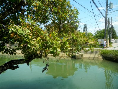 Anacardium occidentale in the Philippines