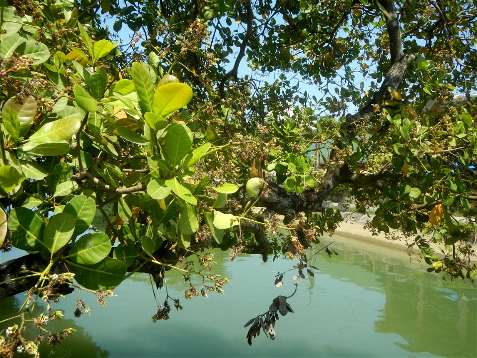 Anacardium occidentale in the Philippines