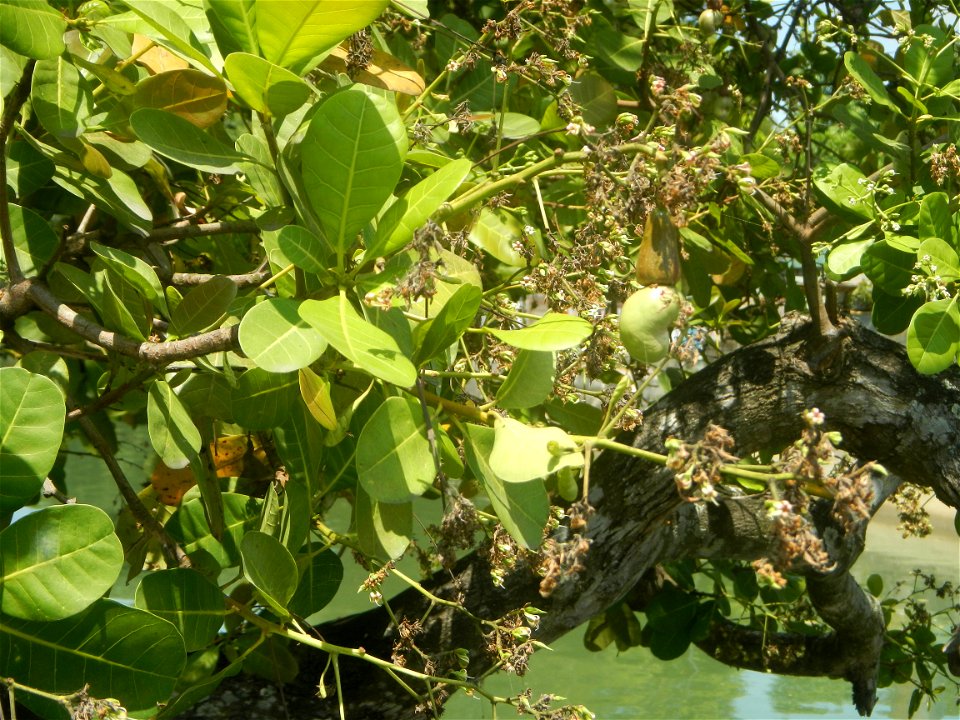 Anacardium occidentale in the Philippines