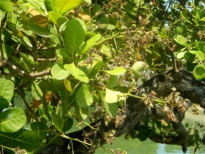 Anacardium occidentale in the Philippines photo