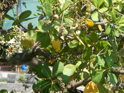 Anacardium occidentale in the Philippines photo