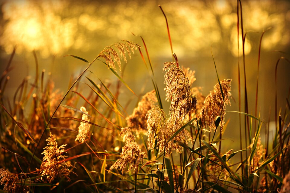Feathery vegetation marsh