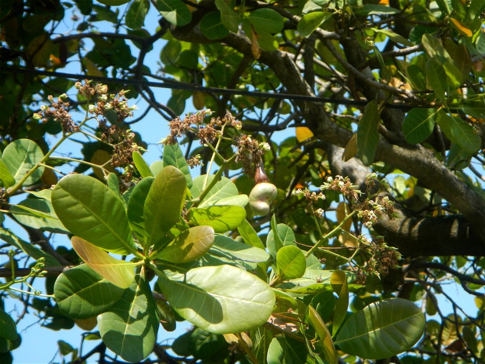 Anacardium occidentale in the Philippines