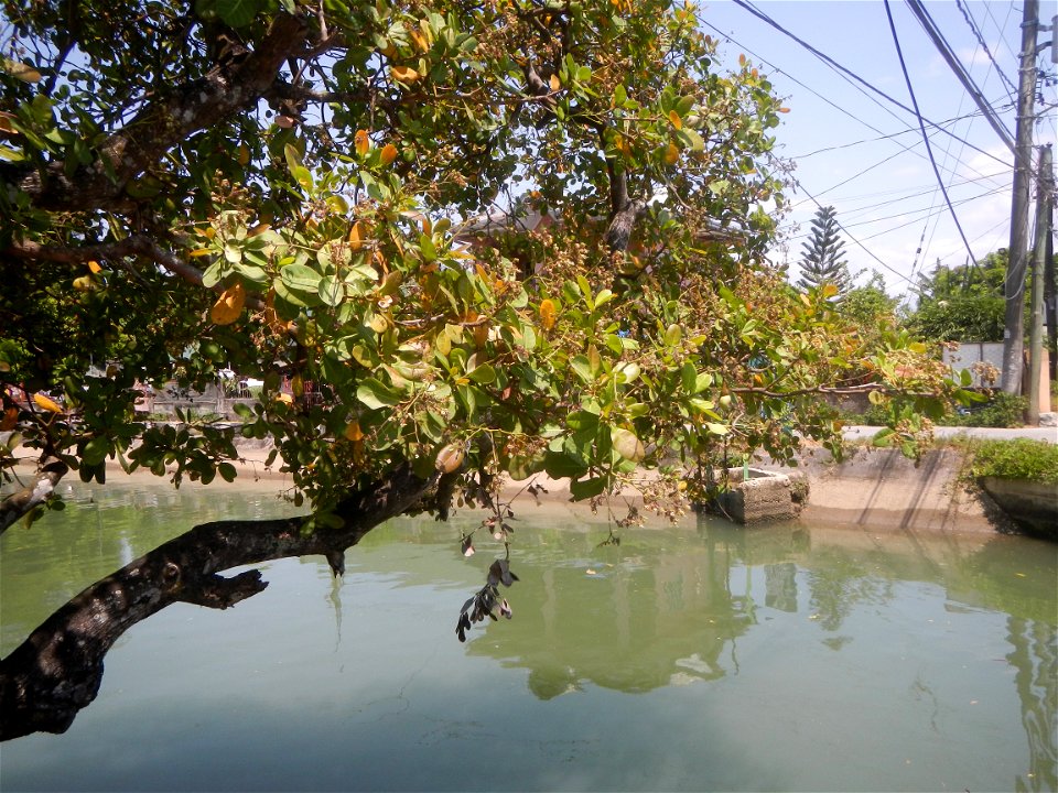 Anacardium occidentale in the Philippines