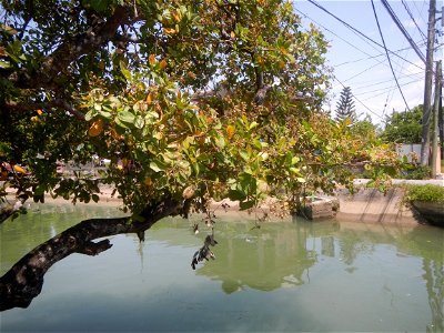 Anacardium occidentale in the Philippines photo