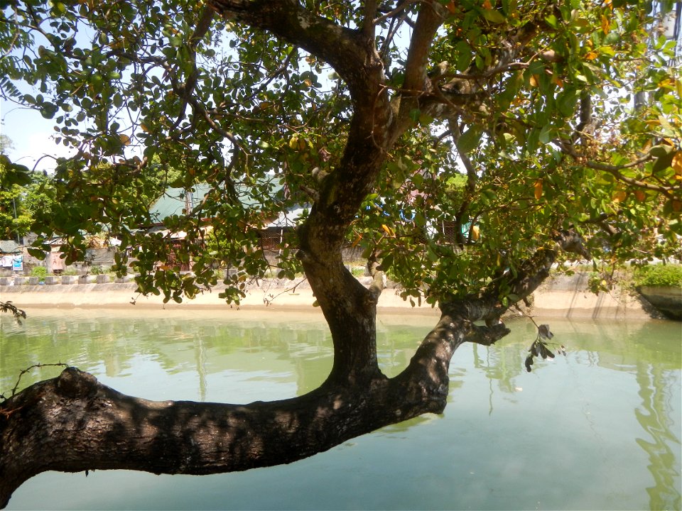 Anacardium occidentale in the Philippines