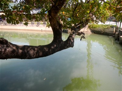 Anacardium occidentale in the Philippines photo