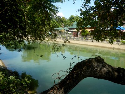 Anacardium occidentale in the Philippines photo