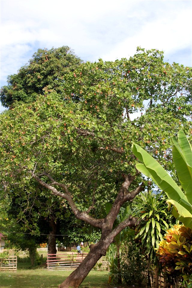 Anacardium occidentale tree and fruits, Bunaken, North Sulawesi, Indonesia