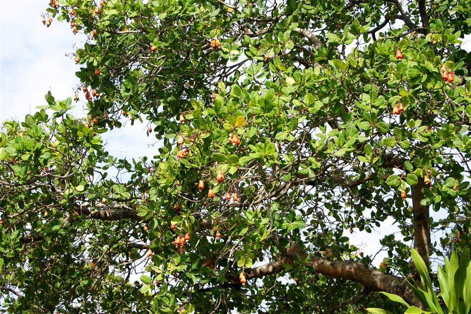 Anacardium occidentale tree and fruits, Bunaken, North Sulawesi, Indonesia