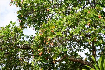 Anacardium occidentale tree and fruits, Bunaken, North Sulawesi, Indonesia photo