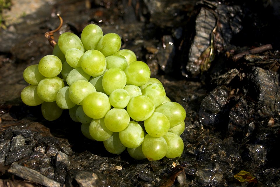 A green wine grape.