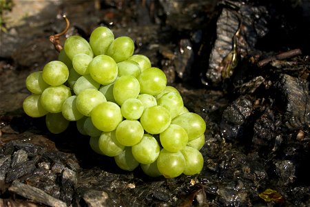 A green wine grape. photo