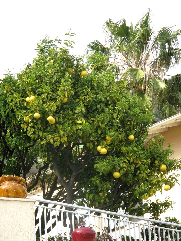 Pomelo tree on the boulevard de Super-Garavan : Menton (Alpes-Maritimes, France).