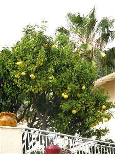 Pomelo tree on the boulevard de Super-Garavan : Menton (Alpes-Maritimes, France).
