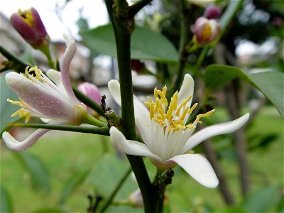 Lemon flower (front and rear side visible) photo