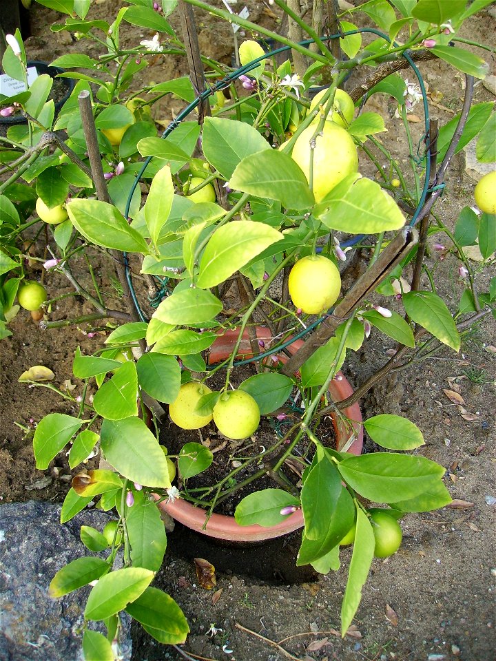 A small lemon, Citrus x limon, tree.