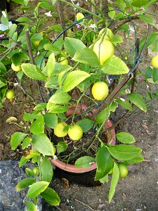A small lemon, Citrus x limon, tree. photo