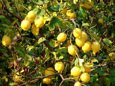 Zitronenbaum (Citrus x limon) auf Korfu