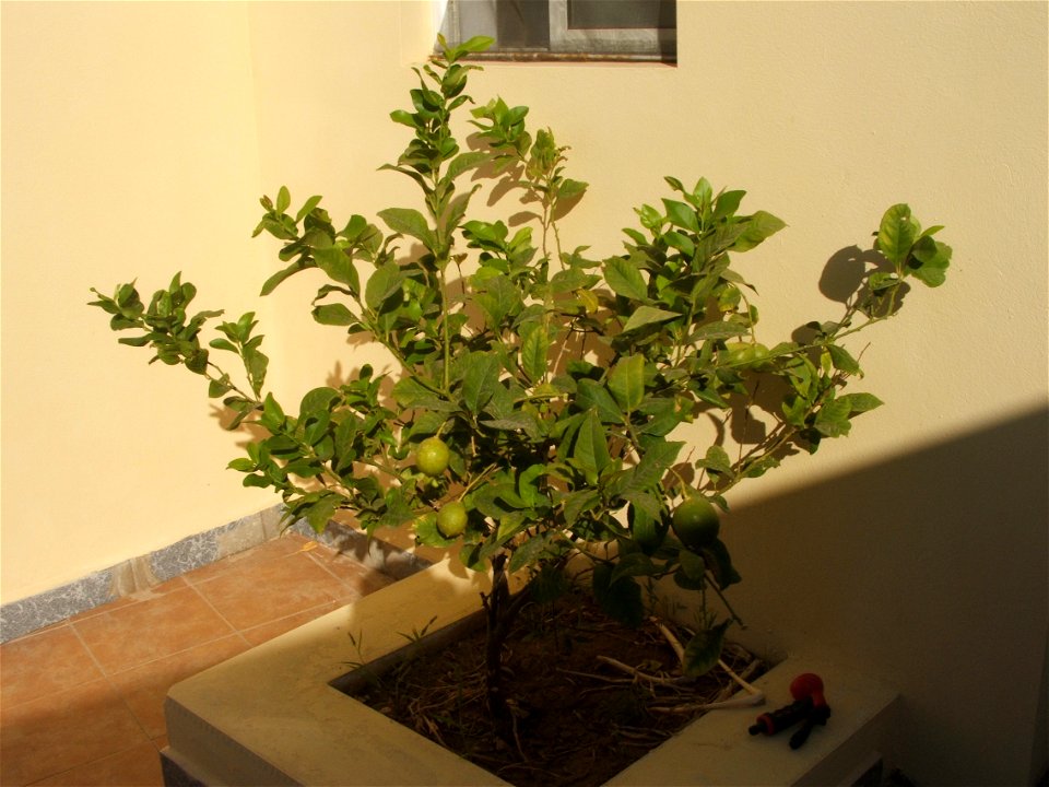 Citrus × limon, lemon tree.