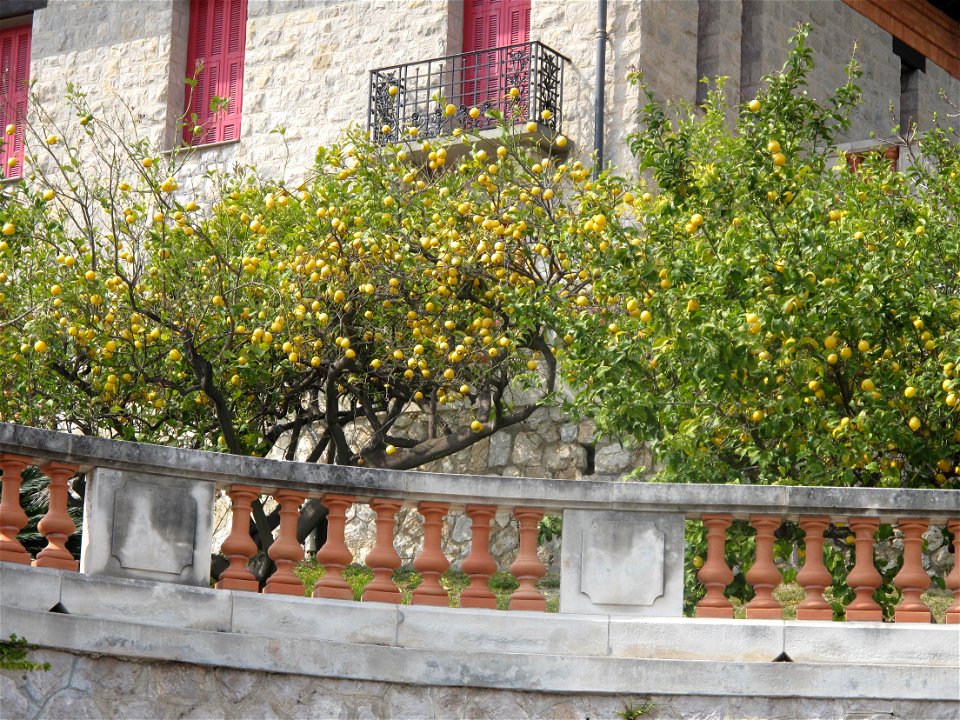 Lemon tree on the boulevard de Super-Garavan : Menton (Alpes-Maritimes, France).