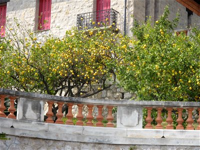 Lemon tree on the boulevard de Super-Garavan : Menton (Alpes-Maritimes, France). photo