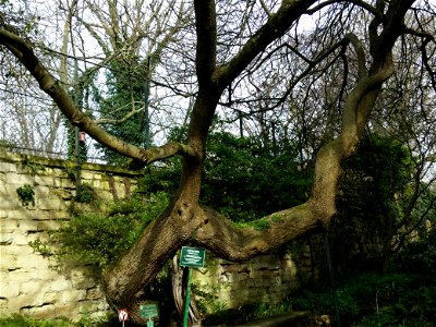 Pistacia vera in the Jardin des plantes, in Paris. Plant identified by its botanic labelling.